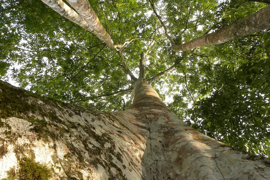 Ojé is a large tree that ranges from 20-30m in height and
40-50cm in diameter when fully grown. The tree has fruit that
is greatly enjoyed by fish (but is not edible for humans).